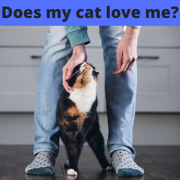 8 Surprising Ways to Say “I Love You” in Cat Language