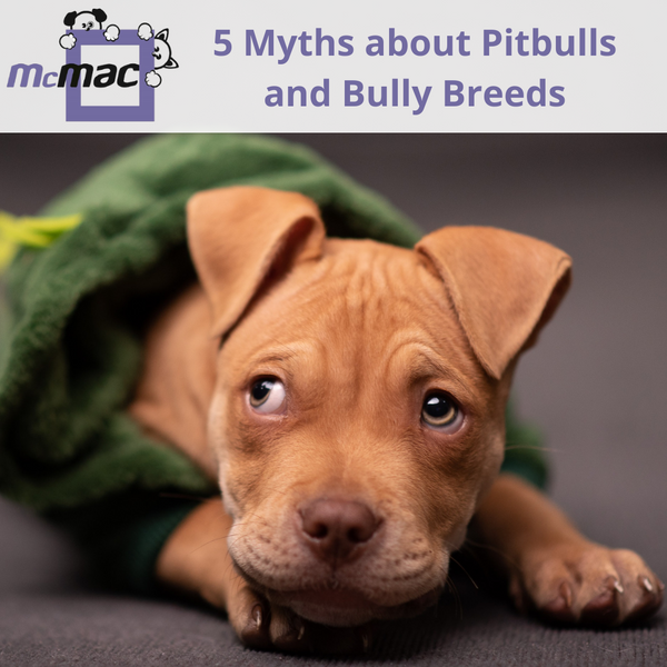 5 Myths about Pitbulls and Bully Breeds