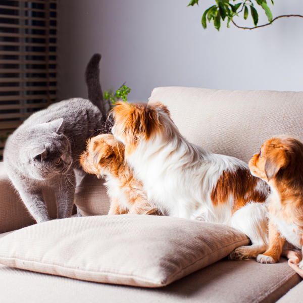 What to Look for in Pet-Friendly Furniture