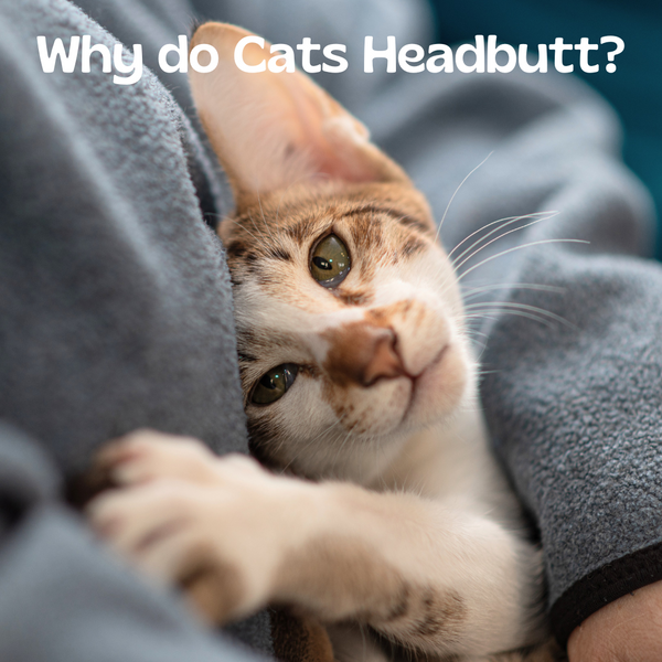 Why Does My Cat Headbutt Me?