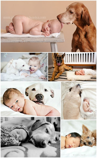 The Facts about Dogs and Babies