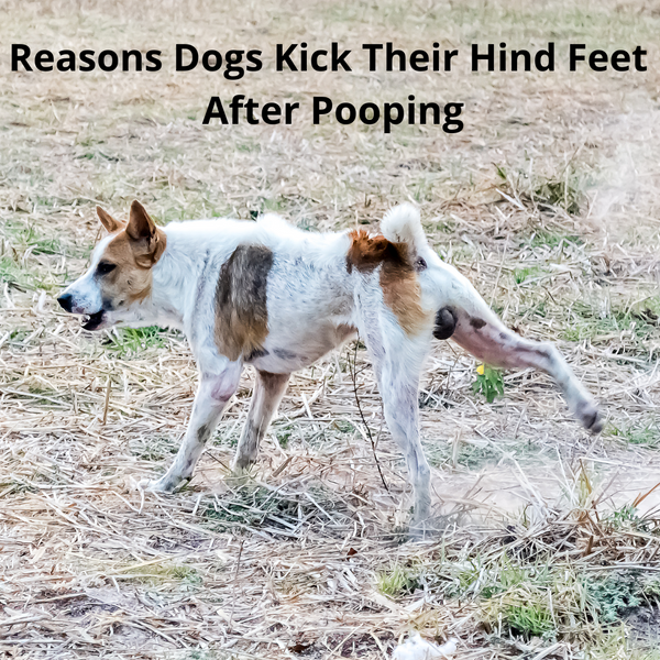 Reasons Dogs Kick Their Hind Feet After Pooping