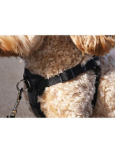 Load image into Gallery viewer, Rosewood Coastal Front-Connect Padded Harness