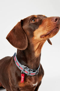 Rosewood & Joules Striped Dog Collars