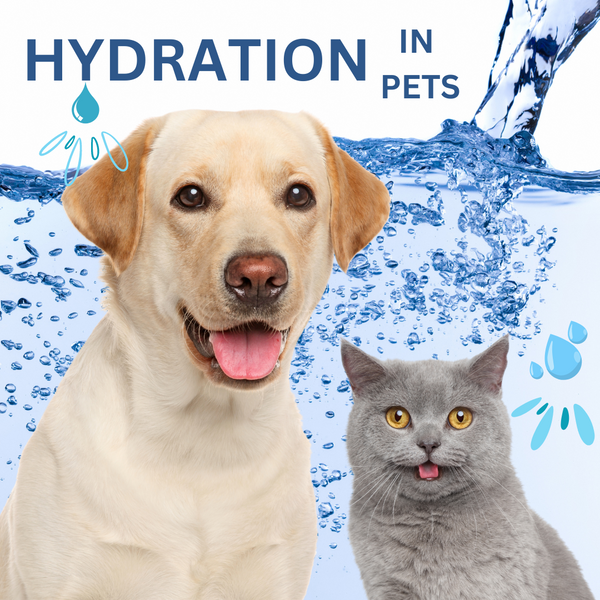 HYDRATION IN PETS