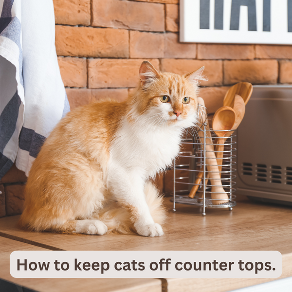 Tips on how to keep cats off counter tops.