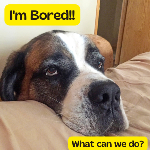 Simple tricks to make your dog happier, smarter and less bored every day