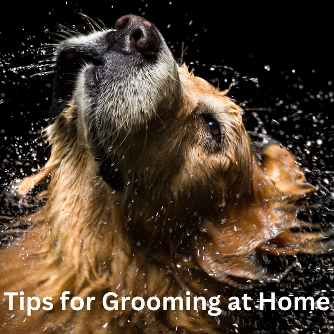 Tips for Grooming your Pets at Home