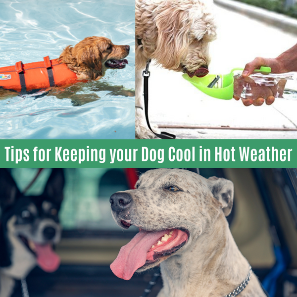 Tips for keeping your dog cool in Summer