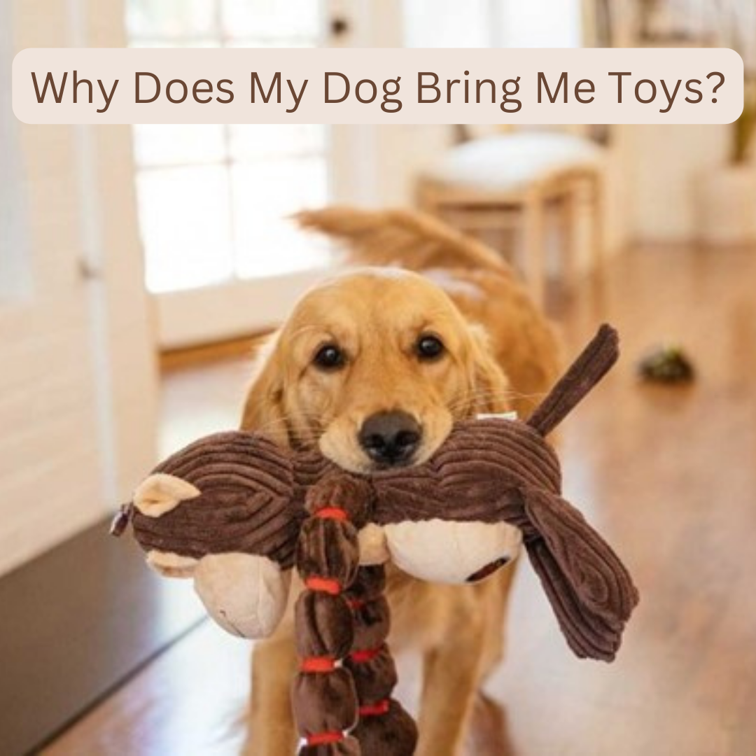 Why Does My Dog Bring Me Toys? McMac Pet SA
