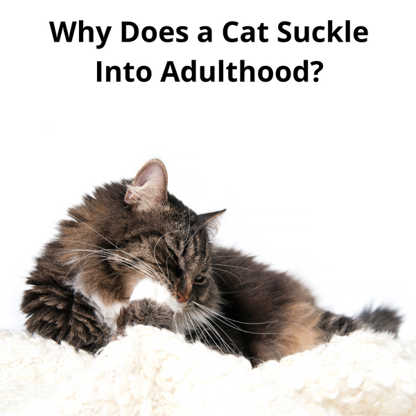 Why Does a Cat Suckle Into Adulthood?
