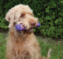 Load image into Gallery viewer, Jolly Doggy Goggle Bone