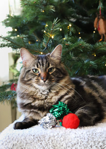 Christmas Cat Toy Stocking