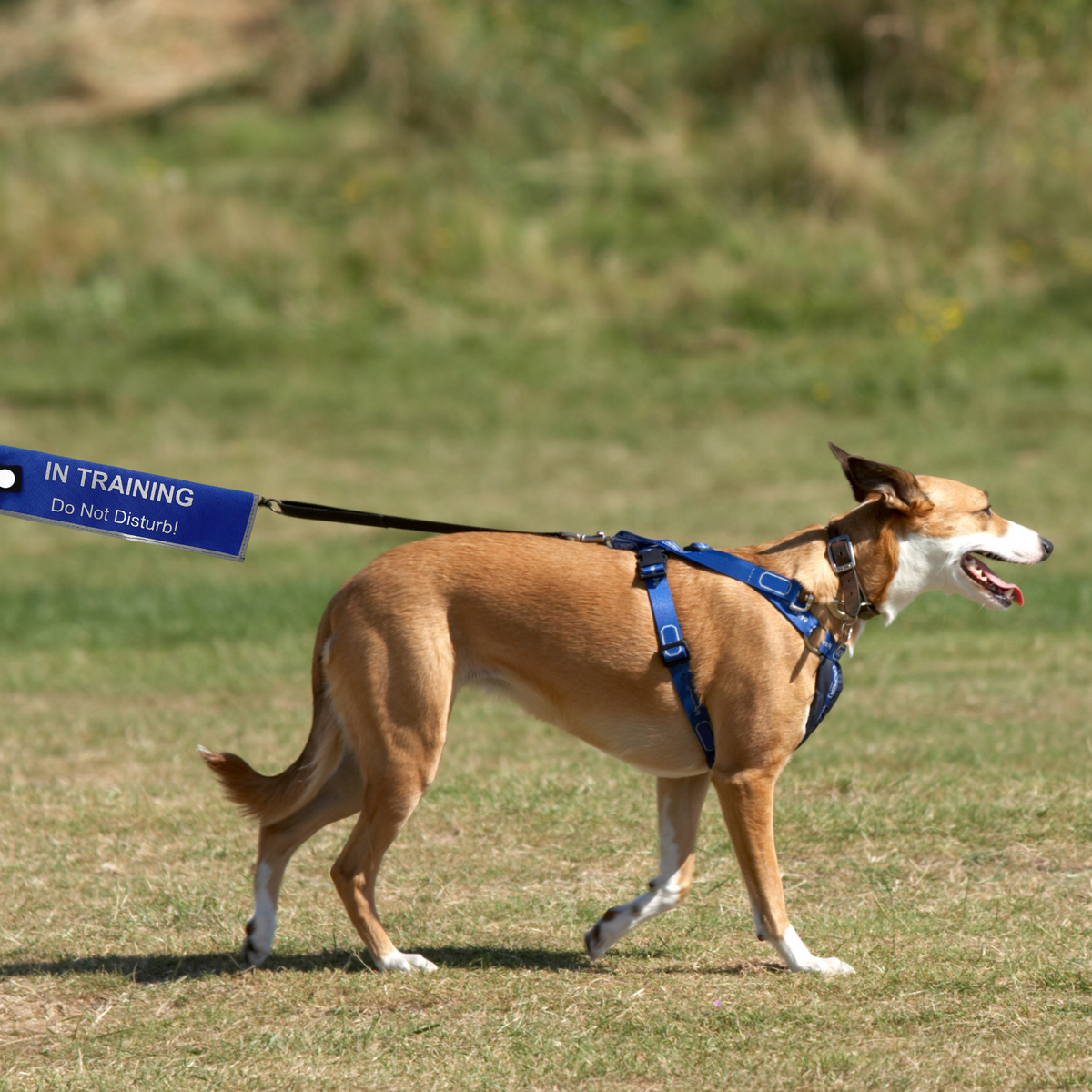 Safe Strides Alert Sleeves – McMac Pet SA