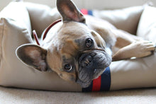 Load image into Gallery viewer, RWD150_Rosewood_Designer Water resistant Pet Bed