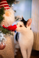 Load image into Gallery viewer, Groopert Gonk