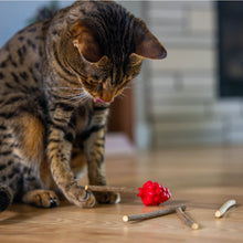 Load image into Gallery viewer, Catstages Dental Raspberry Silvervine Teether