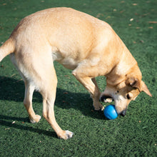 Load image into Gallery viewer, Petstages Planet Dog  Squeak Ball - Blue / Orange