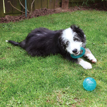 Load image into Gallery viewer, BioSafe™ Puppy Ball