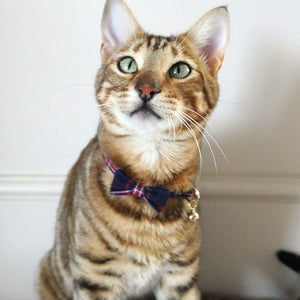 Cat Collar Navy & Red Tartan