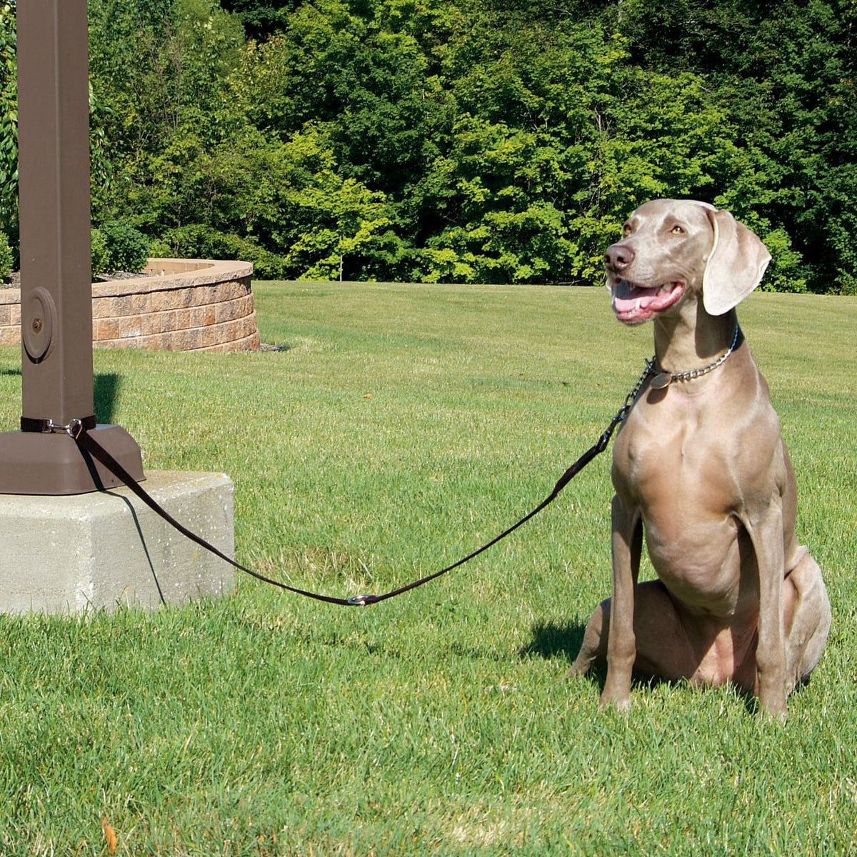 Multi-Function Nylon Dog Lead – McMac Pet SA