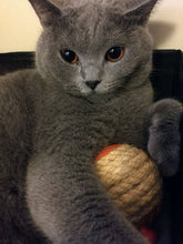 Load image into Gallery viewer, L&#39;Chic Roll Play Ball + FREE Kitty Crunch