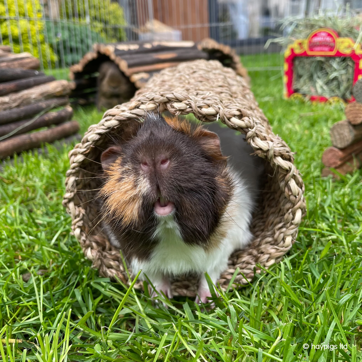 Rosewood Sea Grass Tunnel – McMac Pet SA